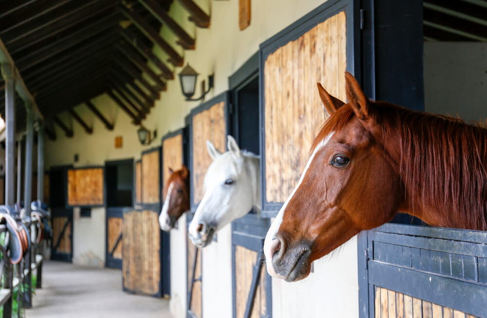 Aménagement d’une écurie : quels équipements prévoir pour améliorer le confort des chevaux et le travail quotidien ?